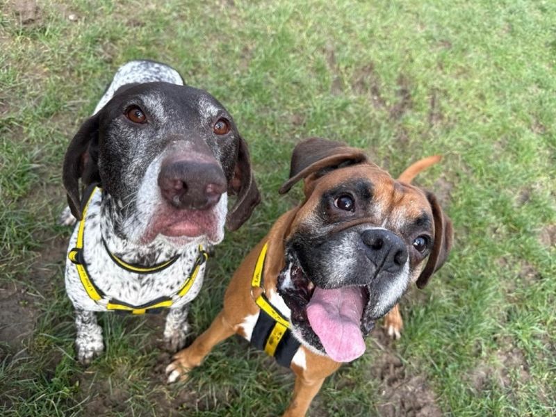 Mina and Ray - Image 3 of 4