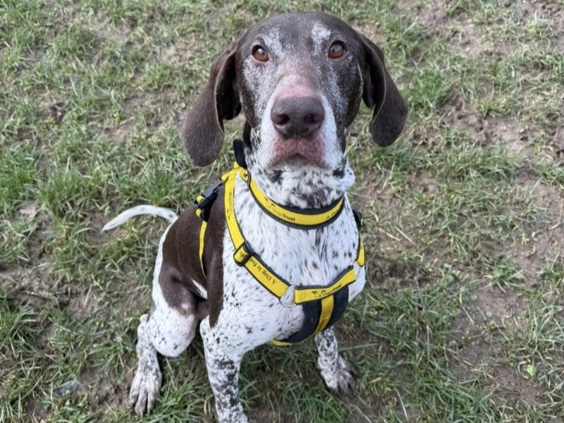 Mina and Ray - Image 4 of 4