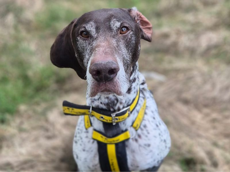 Mina | Pointer (German Shorthaired) | Shrewsbury (Shropshire) - 1