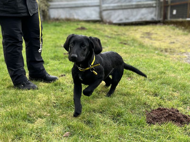 Springer Spaniel for adoption in , – 5 months old