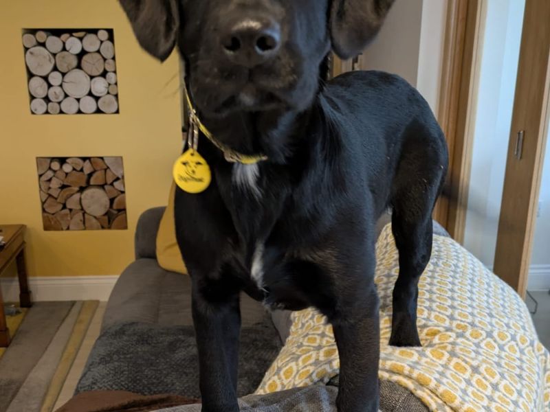 Springer Spaniel for adoption in , – 5 months old