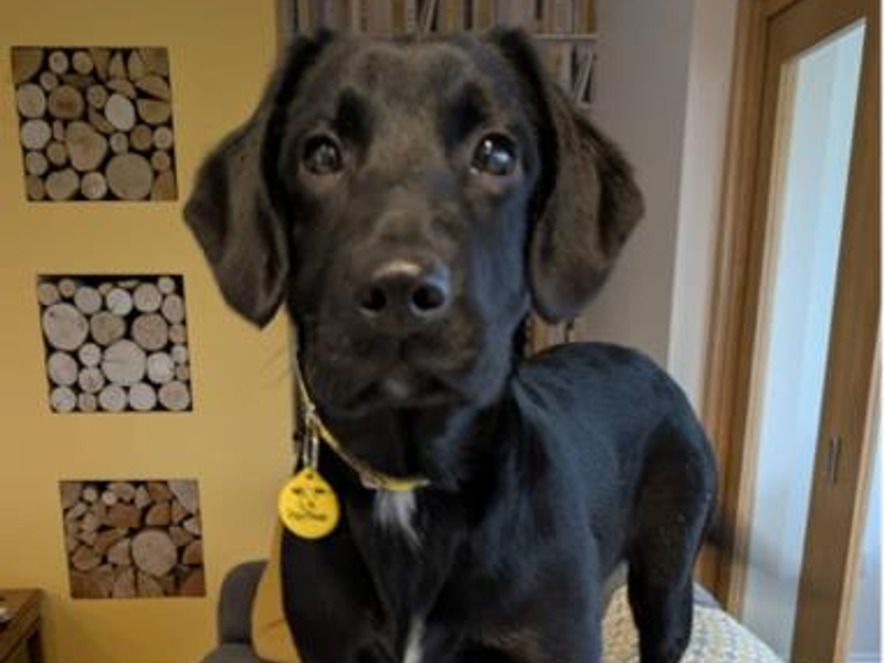 Deana, a Unknown old female Unknown available for adoption from Dogs Trust in Cumbria, North West