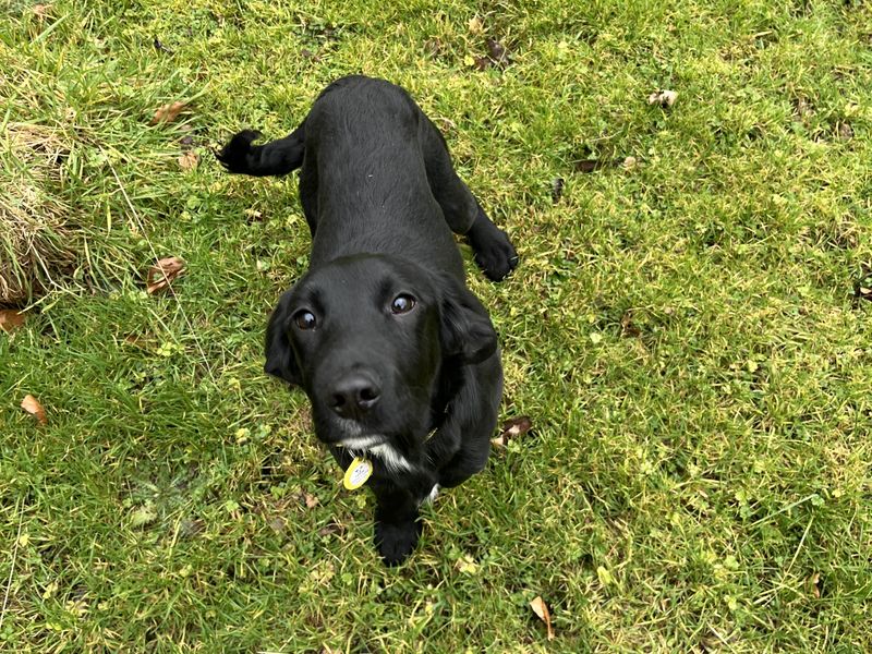 Springer Spaniel for adoption in , Na H-Eileanan An Iar – 5 months old - Image 2 of 2