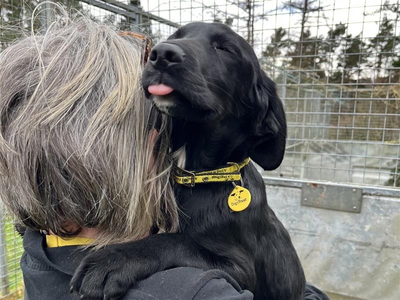Springer Spaniel for adoption in , – 5 months old