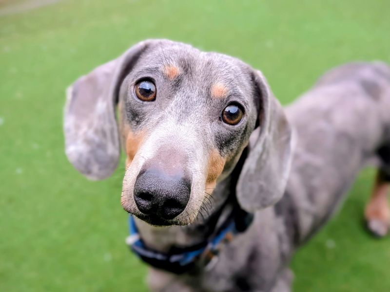 undefined | Dachshund (Smooth Haired) | undefined - 5