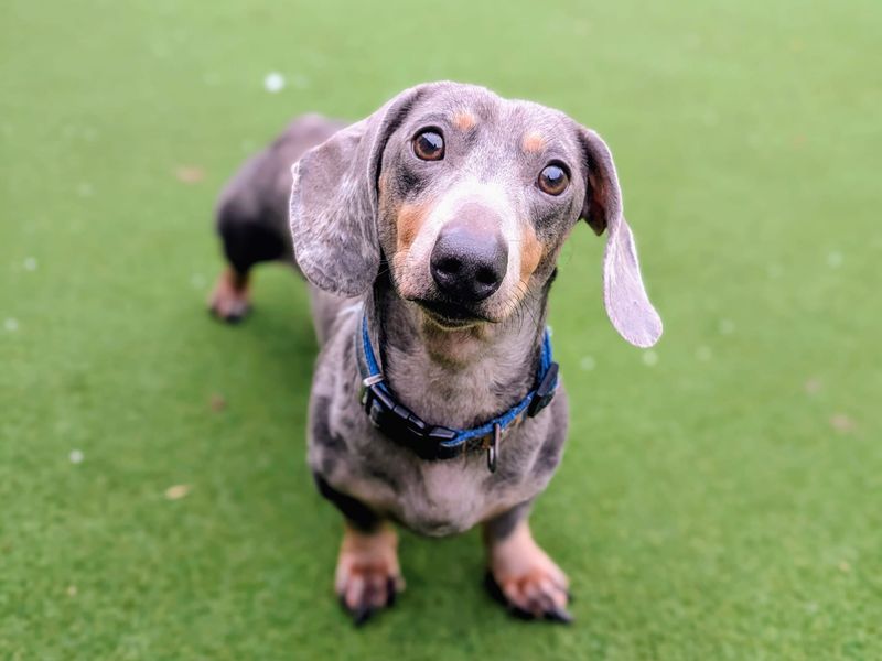 undefined | Dachshund (Smooth Haired) | undefined - 4