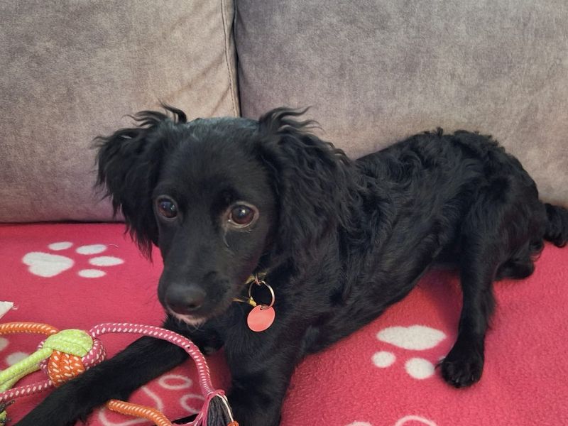 Cocker Spaniel for adoption in Newton Tony, Wiltshire – 6 months old - Image 2 of 2