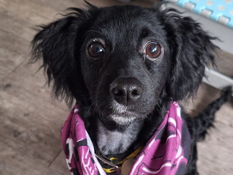 Cocker Spaniel for adoption in Newton Tony, Wiltshire – 6 months old