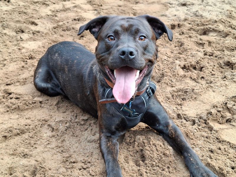 Maverick | Rottweiler Cross | Ilfracombe - 1