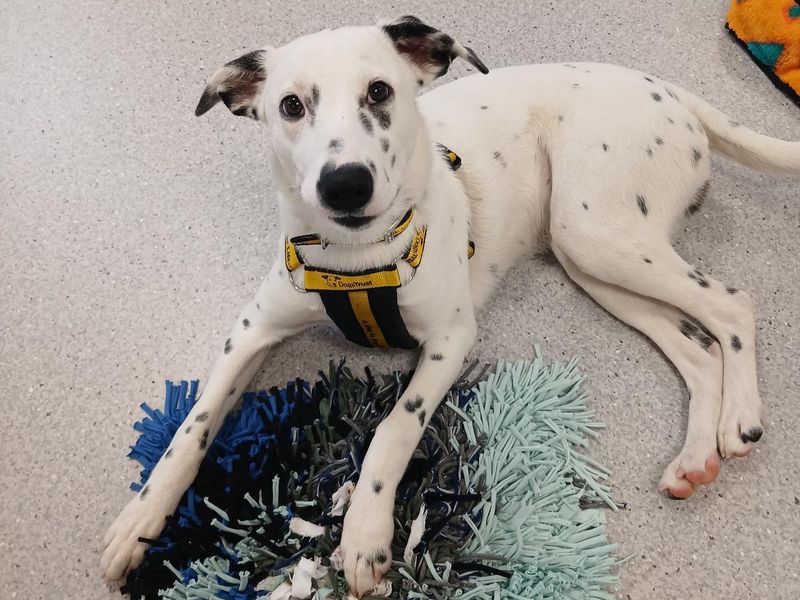 Pongo - Image 2 of 2