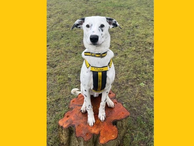 Pongo, a Unknown old male Dalmatian available for adoption from Dogs Trust in Ballymena, Northern Ireland