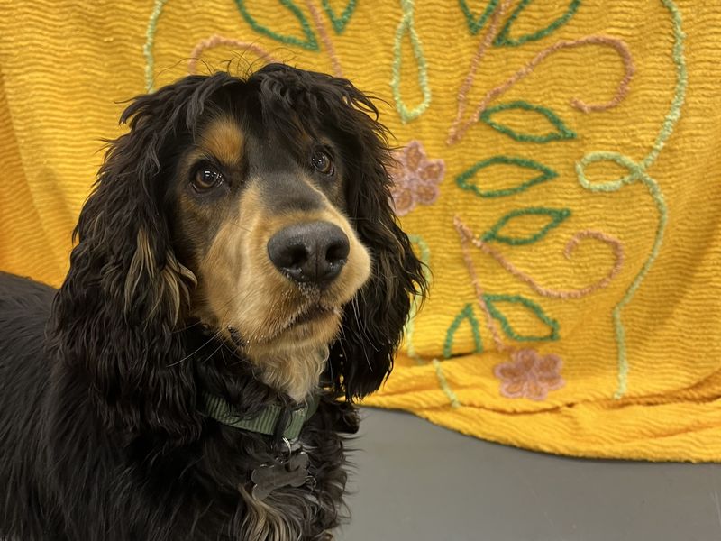 Hugo, a Unknown old male Unknown available for adoption from Dogs Trust in Ballymena, Northern Ireland