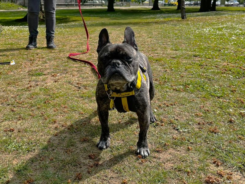 undefined | French Bulldog | undefined - 3