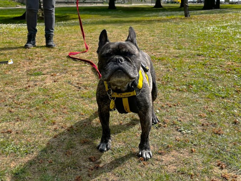 undefined | French Bulldog | undefined - 2