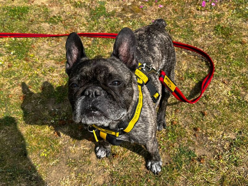 undefined | French Bulldog | undefined - 4