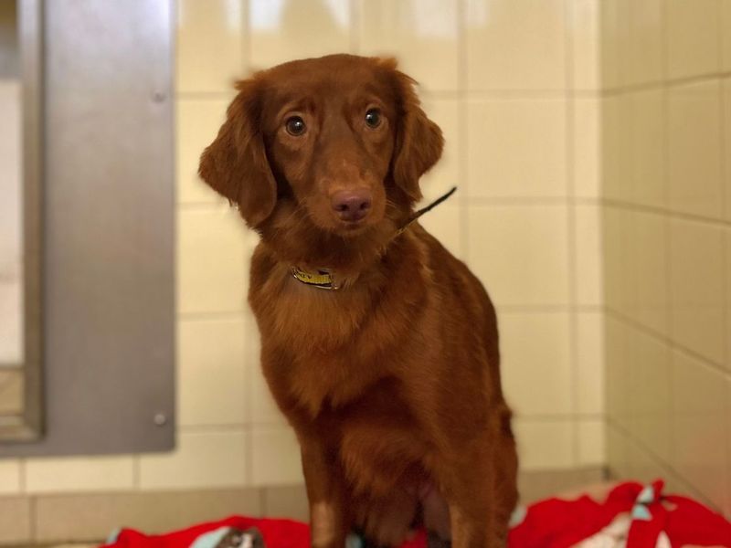 Maris | Spaniel (Cocker) Cross | Snetterton (Norfolk) - 1