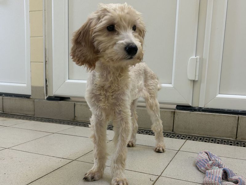 Bubble | Poodle (Miniature) Cross | Snetterton (Norfolk) - 1