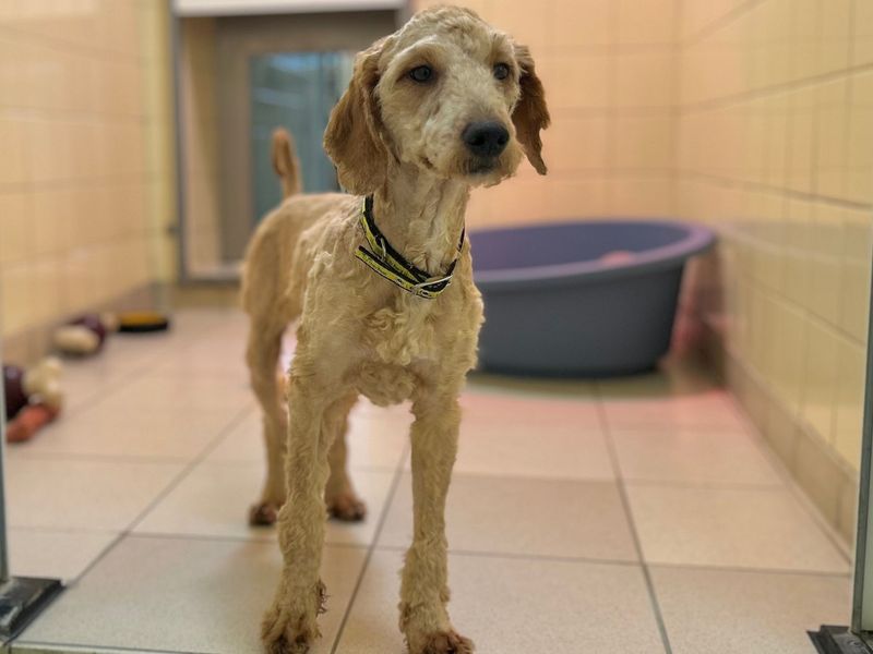 Poodle for adoption in Snetterton, Norfolk – 1 year old