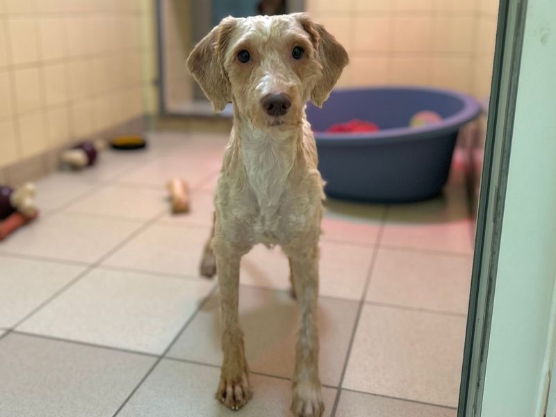 Rosti - Image 2 of 5
