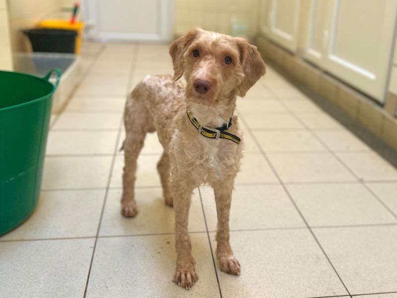 undefined | Poodle (Standard) Cross | undefined - 5