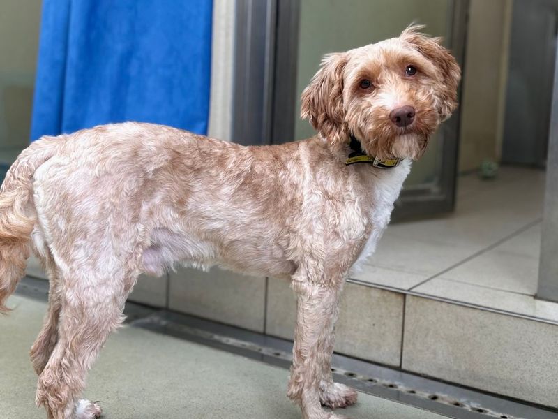 Rosti | Poodle (Standard) Cross | Snetterton (Norfolk) - 3