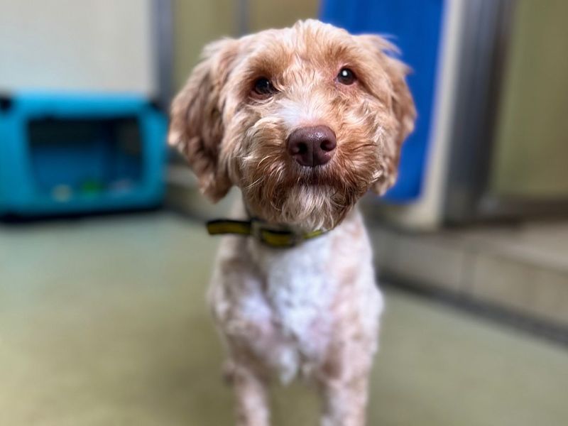 Rosti | Poodle (Standard) Cross | Snetterton (Norfolk) - 2