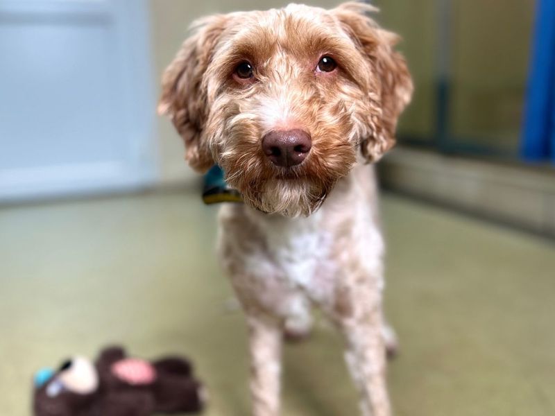 Rosti | Poodle (Standard) Cross | Snetterton (Norfolk) - 1