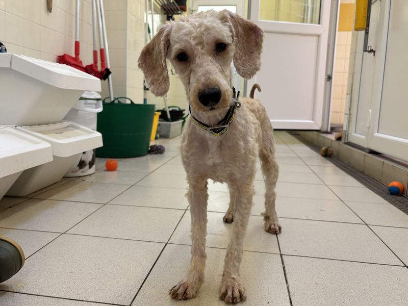 Fondant, a 2 years old male Poodle available for adoption from Dogs Trust in Snetterton, Norfolk