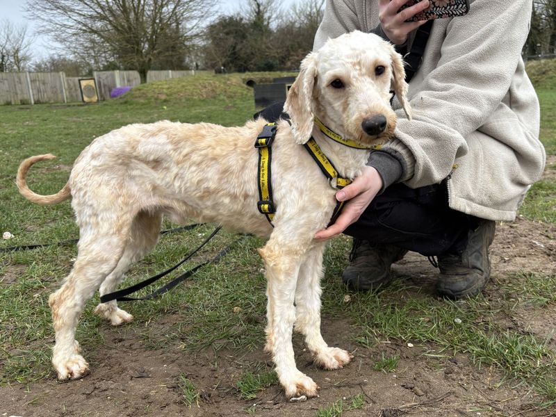 Fondant - Image 2 of 2