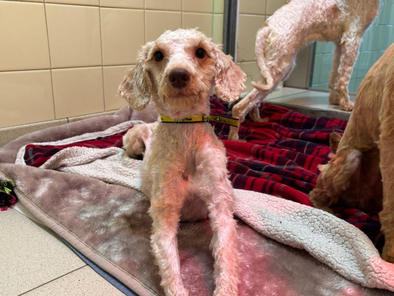 Waffle - Image 4 of 4