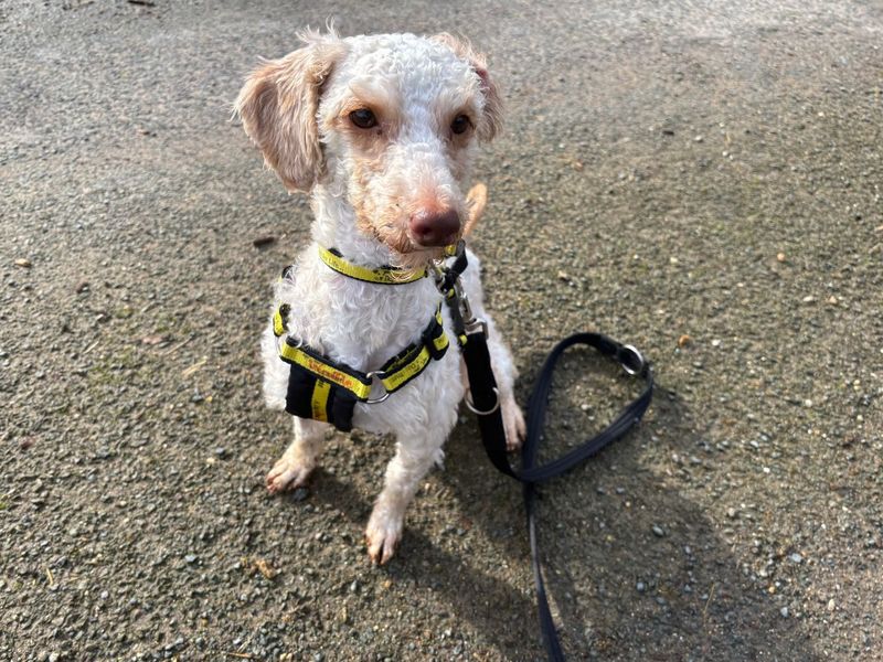 Poodle for adoption in Snetterton, Norfolk – 3 years old