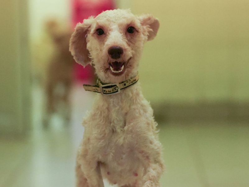 Waffle - Image 2 of 4