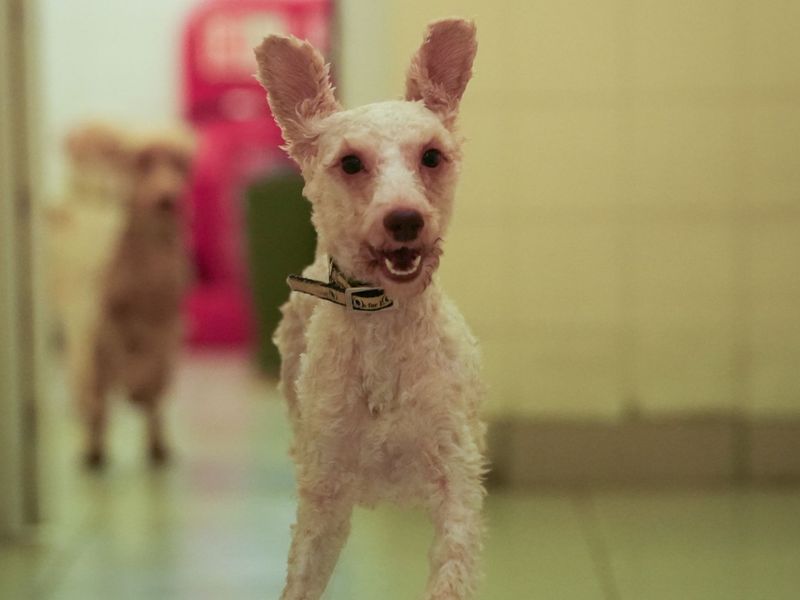 Waffle - Image 3 of 4