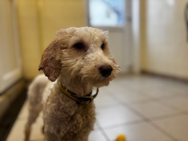 Charlotte | Poodle (Miniature) Cross | Snetterton (Norfolk) - 1