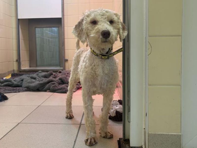 Tato | Poodle (Standard) Cross | Snetterton (Norfolk) - 1