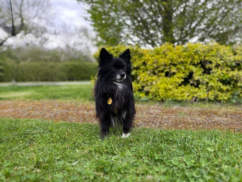 undefined | Pomeranian Cross | undefined - 2
