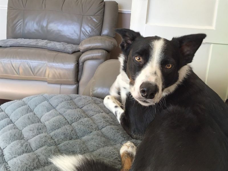 Jam | Collie (Border) | Basildon (Essex) - 2