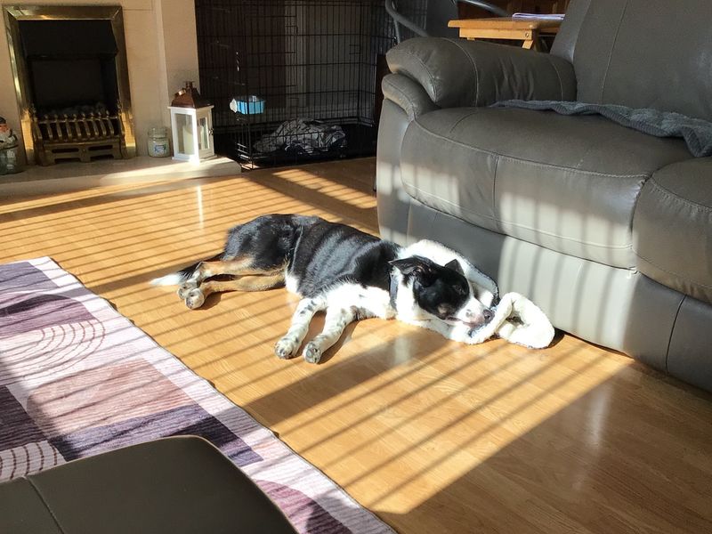Jam | Collie (Border) | Basildon (Essex) - 1