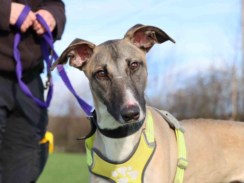 Darren | Lurcher | Darlington - 2