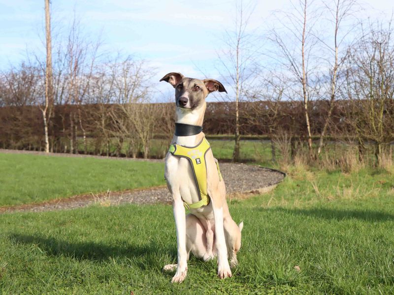 Darren, a 2 years old male Whippet available for adoption from Dogs Trust in Darlington, County Durham