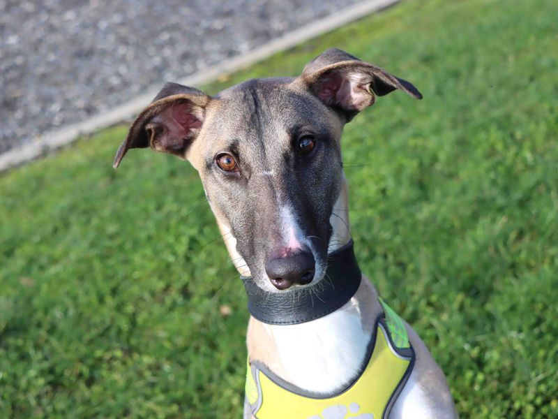 Darren | Lurcher | Darlington - 5