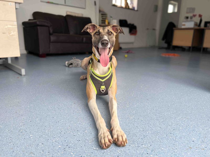 Darren | Lurcher | Darlington - 4