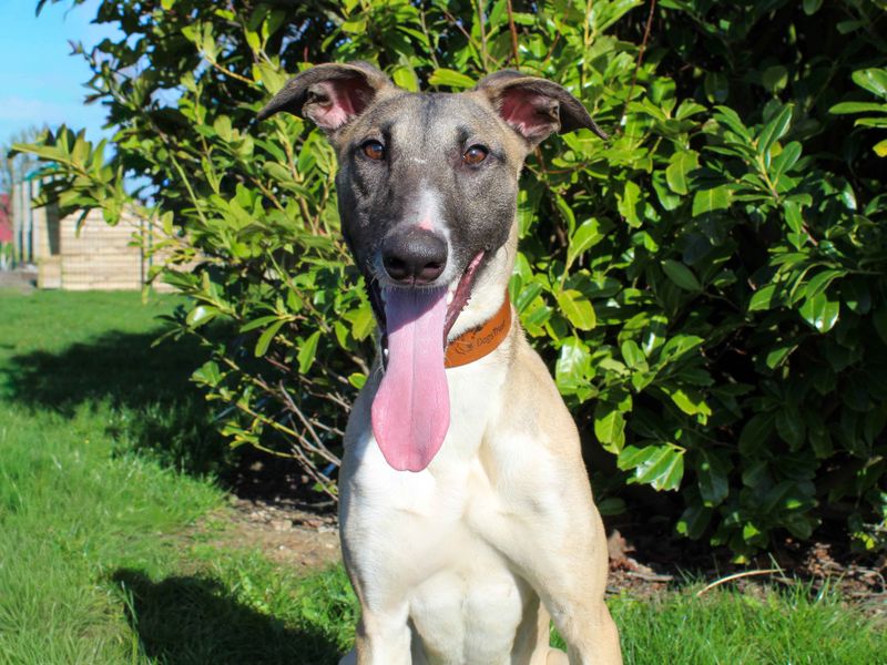 Darren | Lurcher | Darlington - 3