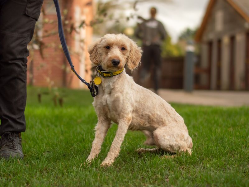 Poodle for adoption in Kenilworth, Warks – 2 years old