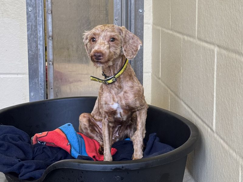 Maple, a 2 years old female Unknown available for adoption from Dogs Trust in Basildon, Essex