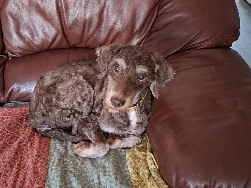 Douglas | Poodle (Miniature) Cross | Basildon (Essex) - 1