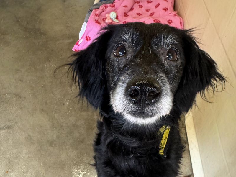 Priscilla - Image 2 of 2