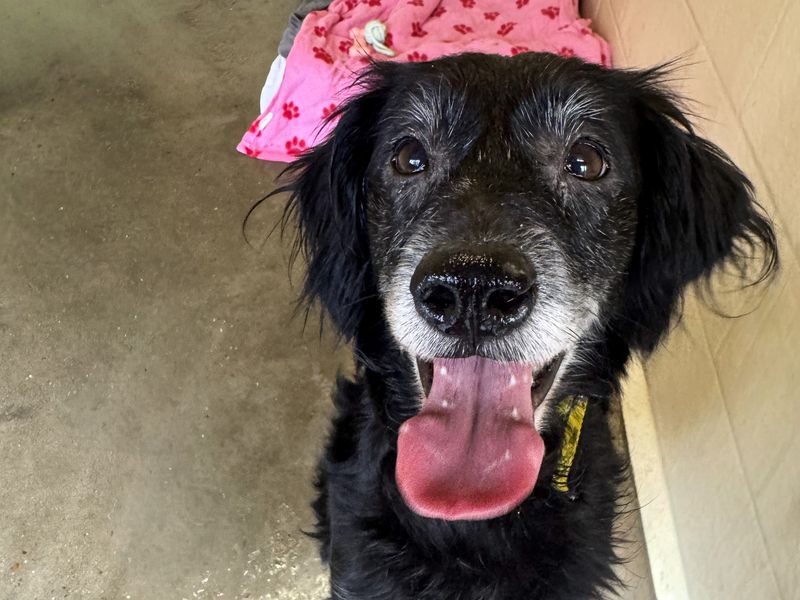 Cocker Spaniel Dogs And Puppies For Adoption