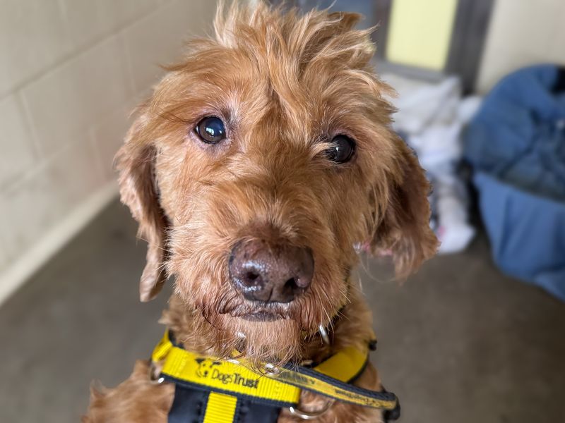 Meredith | Poodle (Miniature) Cross | Basildon (Essex) - 1