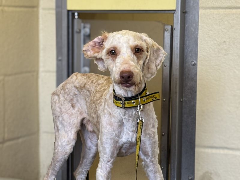 Charles - Image 2 of 4